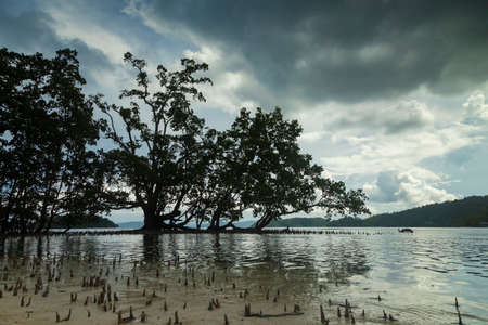 Beautiful landscape of silence and huge backlit mangrove trees, in an area of marshes and tropical jungle, on Gam Island, Raja Ampat, Indonesiaの写真素材