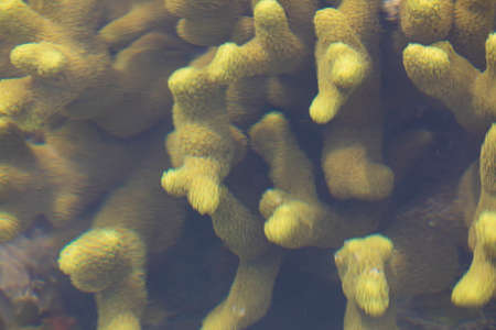 Yellow colored coral, under the blurred water surface, in an area of salt marshes, on Gam Island,...