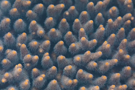 Blue colored coral, under the blurred water surface, in a marshland area, Gam Island, Raja Ampat, Indonesiaの写真素材