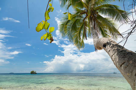 A palm tree leaning over the water and the horizon, in a paradise beach landscape, dotted with...