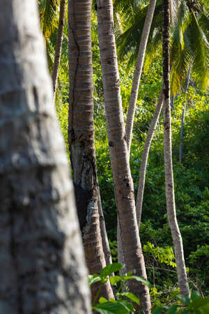 Trunks of palm trees and intense green at sunset, among the tropical jungle near a beach on Gam...
