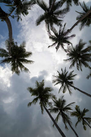 Tall coconut palms grow naturally towards the open sky, surrounded by tropical jungle, on Gam Island, Raja Ampat, Indonesiaの写真素材