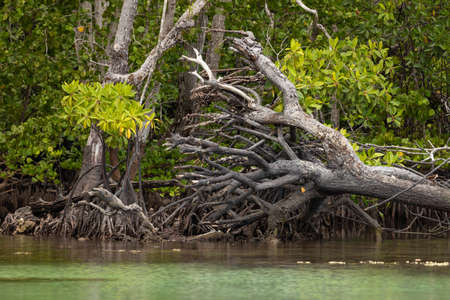 Roots of a huge mangrove tree, uprooted and dead, in a marsh area, Gam Island, Raja Ampat, Indonesiaの写真素材
