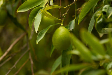 Citrus aurantifolia tree, full of fruits, limes, still small and very green, at the end of summer in an orchard near Madridの写真素材