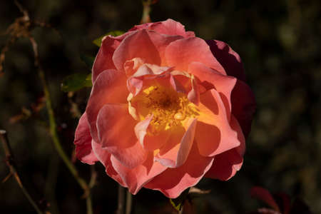 Photograph of a beautiful rose, in the area of the Rosaleda of the Retiro park in the city of Madrid, Spainの写真素材