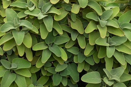 Textured background of the plant, Salvia fruticosa, or Greek sage, full of green leaves, in autumn,...