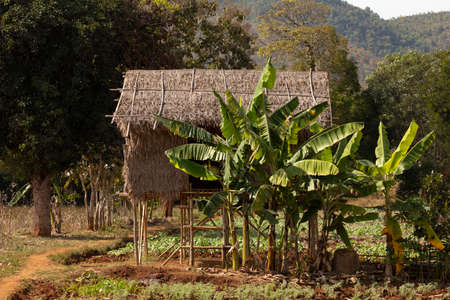 An elevated hut or shelter, flanked by banana trees, amongst wetlands and agricultural fields, near Inle Lake, Shan State, Myanmarの写真素材