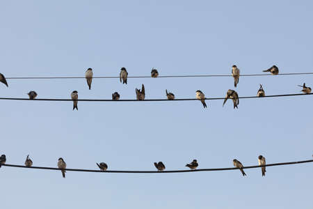 Small birds of the species Common house martin, or Delichon urbicum, perched, chattering, on some power lines in the town of Gallur, Aragon, Spainの写真素材