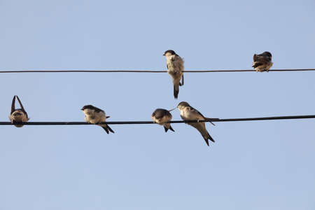 Small birds of the species Common house martin, or Delichon urbicum, perched, chattering, on some...