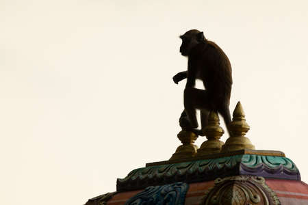 A Crab-eating macaque, sitting on one of the domes of the small shrines near the Batu Caves, in Gombak, Malaysiaの写真素材