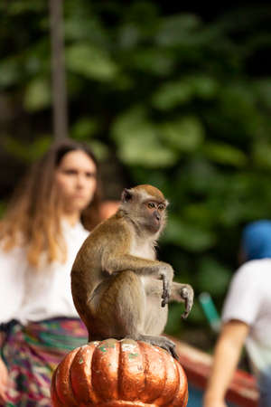 A Crab-eating macaque, looking for something to eat on the stairs up to the Batu Caves temples, in Gombak, north of Kuala Lumpur, Malaysiaの写真素材