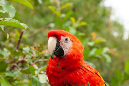 Specimen of True parrot, Psittacoidea family, a red and very curious parrot, observes from a branch,...