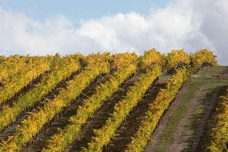 Rows of vineyards, in autumnal colors, in the countryside of Tarazona, near the small town of Vera, Aragon, Spainの写真素材