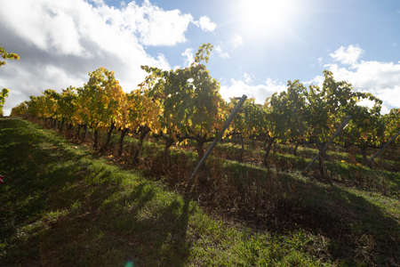 Rows of vineyards, in autumnal colors, in the countryside of Tarazona, near the small town of Vera,...