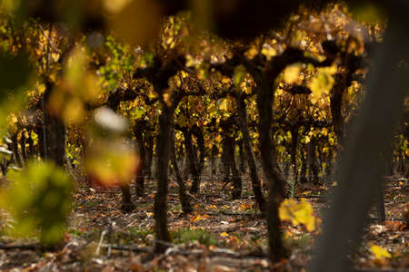 Close-up of the vineyards, in autumnal colors, in the countryside of Tarazona, near the small town of Vera, Aragon, Spainの写真素材