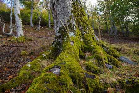 Old tree, specimen of beech, sinks its roots into the ground, covered with moss, Moncayo Natural Park, Zaragoza province, Aragon, Spainの写真素材