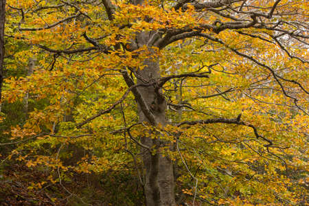 Old tree, specimen of beech, or Fagus sylvatica, with yellowish leaves, on a cold autumn day, Moncayo Natural Park, Zaragoza province, Aragon, Spainの写真素材