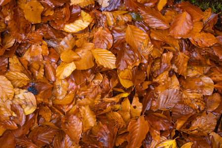 Texture of red and orange autumn leaves, on the forest floor, in Moncayo Natural Park, Zaragoza province, Aragon, Spainの写真素材