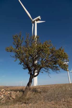 Almond tree and wind turbines, municipality of Rueda de Jalon, Valdejalon region, Zaragoza province,...