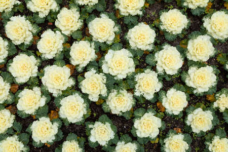 Texture of flowers of the Brassica oleracea species, in a garden area of ââPlaza de la Villa, central Madridの写真素材