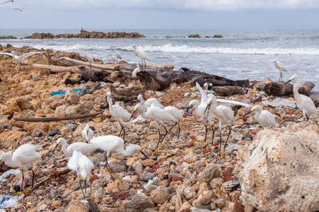 Cartagena de Indias, Colombia - Nov 23, 2010: A group of noisy white herons, eating fish guts among garbage, on one of the rocky beaches near the city, in the Colombian Caribbeanのeditorial素材