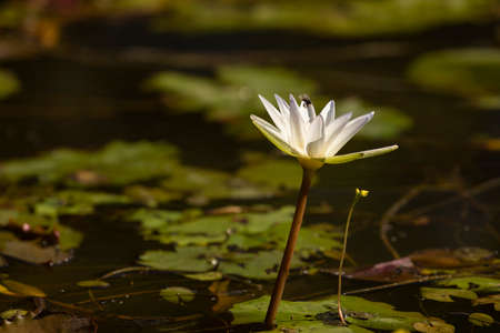 White flower of the Nymphaea nouchali species, or water lily, about to be pollinated by a bee or flying insect, in a rainwater pond in Cambodia, Southeast Asiaの写真素材