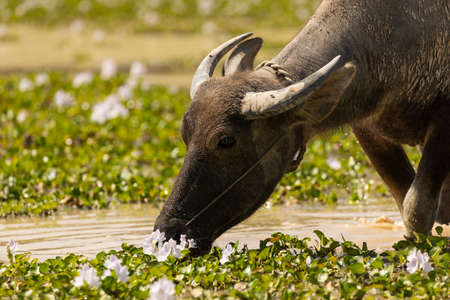 Young Bubalus bubalis, or Asian water buffalo, grazing among plants growing in a rainwater pool, near Banteay Kdei temple, Angkor Wat, Cambodiaの写真素材