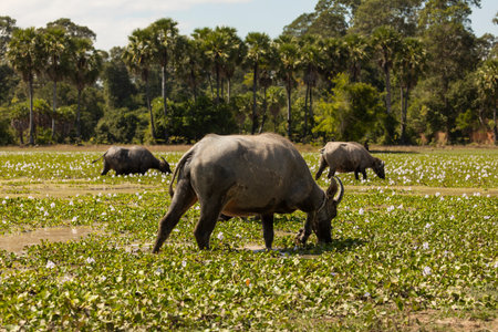 A group of three Bubalus bubalis, or Asian water buffalos, grazing among plants growing in a rainwater pond, at Angkor Wat, Cambodiaの写真素材