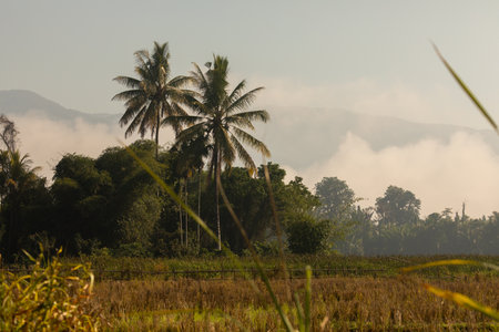 Morning landscape and tall palm trees, full of clouds and mist, in Bada Valley, Sulawesi Island, Indonesia, near Lore Lindu Parkの写真素材