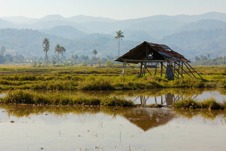 Morning landscape, among the rice fields, in the Bada Valley, Sulawesi Island, Indonesia, you can see an old farmers' hut or shelter,の写真素材