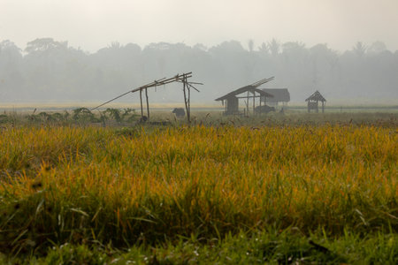 Landscape of rice fields and jungles, in the Bada Valley, on the island of Sulawesi, Indonesia, in the distance, some cows and ramshackle hutsの写真素材
