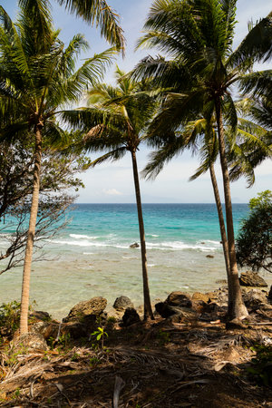 Natural landscape of palm trees, next to the sea, on a beach on the island of Pulau Weh, Sumatra, Indonesiaの写真素材