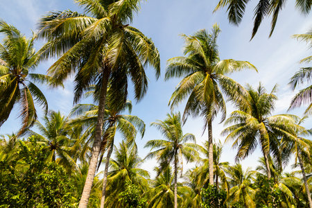 High palm trees moved by the wind, in full sun, on the island of Pulau Weh, Sumatra, Indonesiaの写真素材