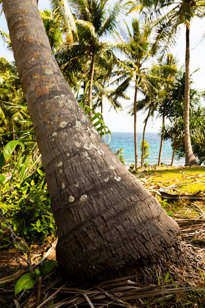 Tilted palm tree, covered with lichens, near the coast, on the island of Pulau Weh, Sumatra, Indonesiaの写真素材