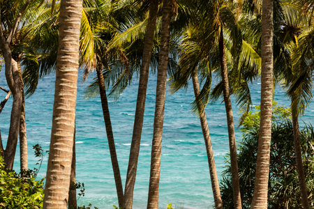 The Indian Ocean, in turquoise blue, is seen among the trunks of the palm trees of the island of Pulau Weh, Sumatra, Indonesiaの写真素材