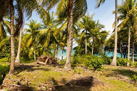 Natural tropical landscape of palm trees, on a sunny day south of the island of Pulau Weh, Sumatra, Indonesiaの写真素材
