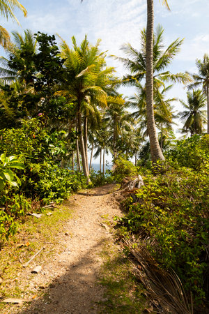 A path crosses a landscape of tropical palm trees, on the island of Pulau Weh, Sumatra, Indonesiaの写真素材