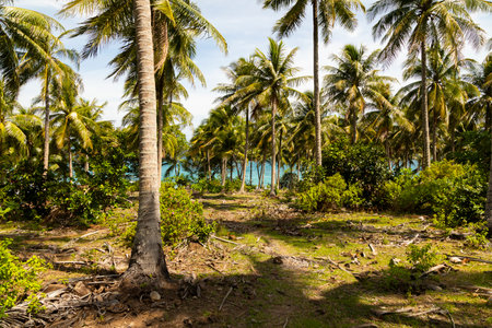 Natural tropical landscape of palm trees, on a sunny day south of the island of Pulau Weh, Sumatra, Indonesiaの写真素材
