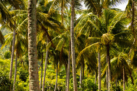 Natural landscape with palm trees on the island of Pulau Weh, Sumatra, Indonesiaの写真素材