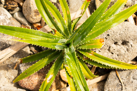 A young specimen from Pandanus Odorifer, growing among dead corals, on a beach on Pulau Weh, Sumatra, Indonesiaの写真素材