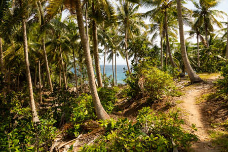 A path crosses a landscape of tropical palm trees, on the island of Pulau Weh, Sumatra, Indonesiaの写真素材