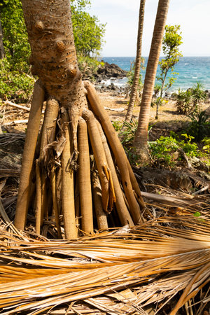 Strong roots of a palm tree on the island of Pulau Weh, Sumatra, Indonesiaの写真素材