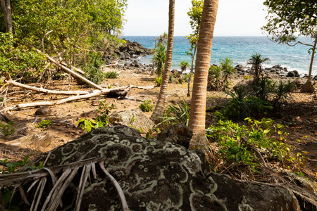 Landscape of palm trees and trees near a beach in the Indian Ocean, on the island of Pulau Weh, Sumatra, Indonesiaの写真素材