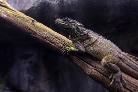 Hydrosaurus pustulatus, also known as the Philippine sailfin lizard or dragon, is a large semiaquatic agamid lizard endemic to all of the major island groups of the Philippinesの写真素材