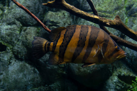 Datnioides undecimradiatus, the Mekong tiger perch is a species of freshwater fish belonging to the...
