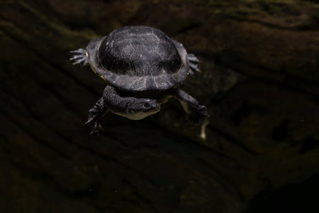 Eastern long-necked turtle, Chelodina longicollis, common snake-necked turtle, originally from Australia, inhabits a wide variety of water bodiesの写真素材