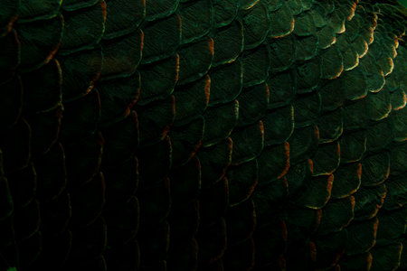 Scales of an Arapaima gigas fish underwater, native to the Amazon River.の写真素材