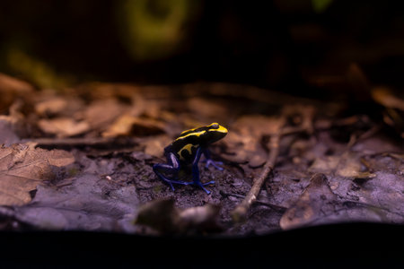 Specimen of the poison dart frog, Dendrobates tinctorius, with variable color patterns that warn of its toxicity. Its skin contains poisonous alkaloids, mainly pumiliotoxinsの写真素材