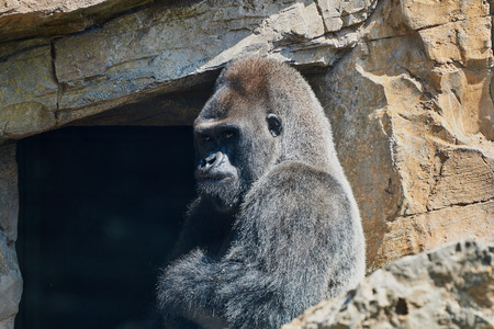 Male of Gorilla