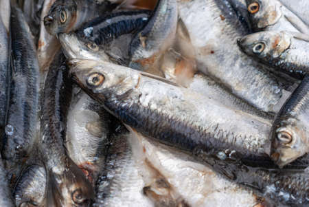 Multiple small silver fish frozen in a groupの写真素材